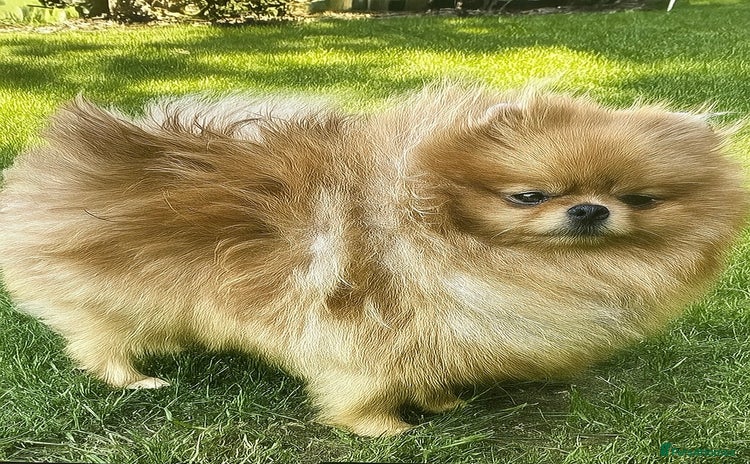 Pomeranian dogs - Advert 11