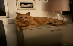 Mixed Breed cats for adoption: [Indoors Only] Jones - A lovely charming boy - Image 4