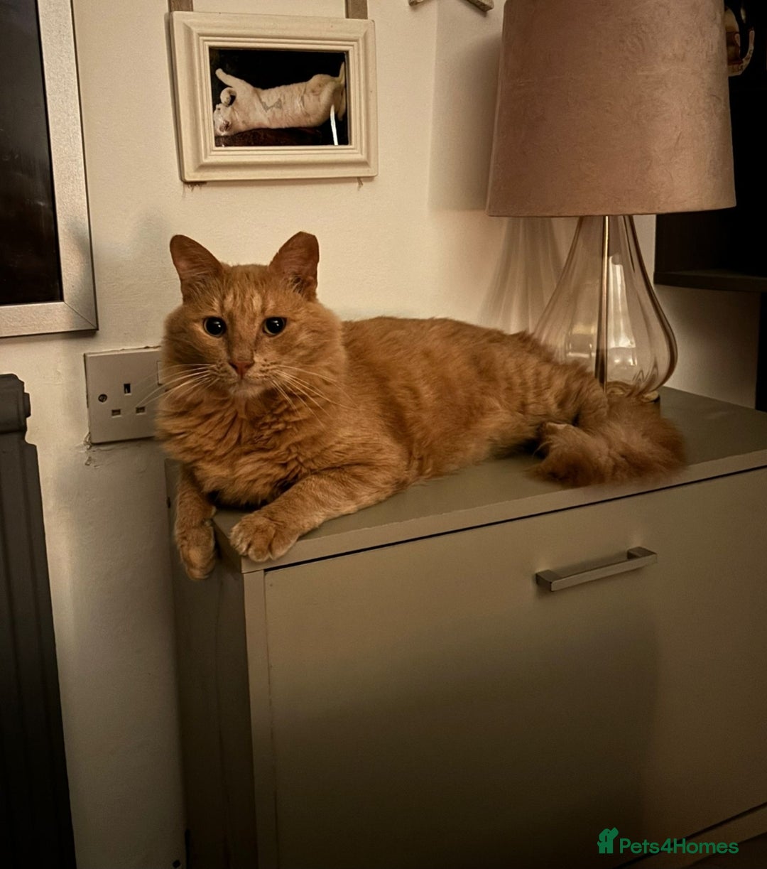 Mixed Breed cats for adoption: [Indoors Only] Jones - A lovely charming boy - Image 4