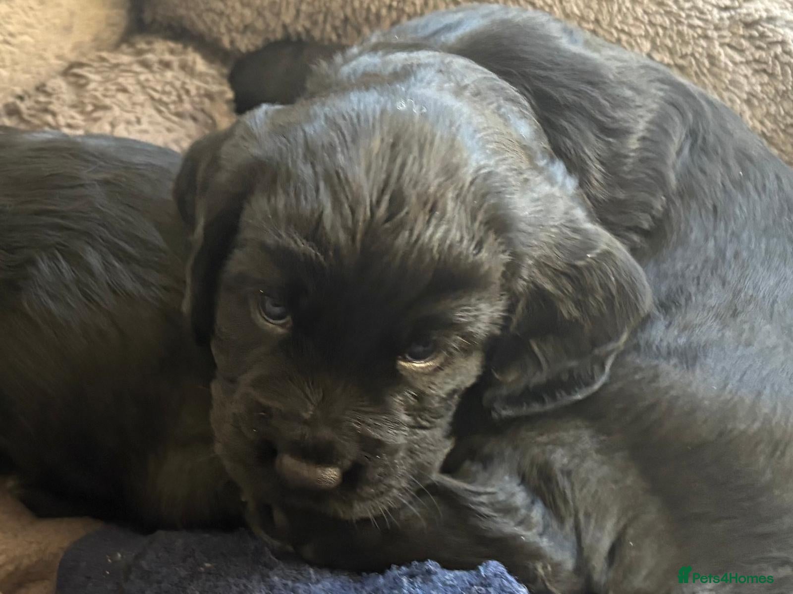 Cocker Spaniel dogs Black working cocker spaniel puppies   - Advert 2