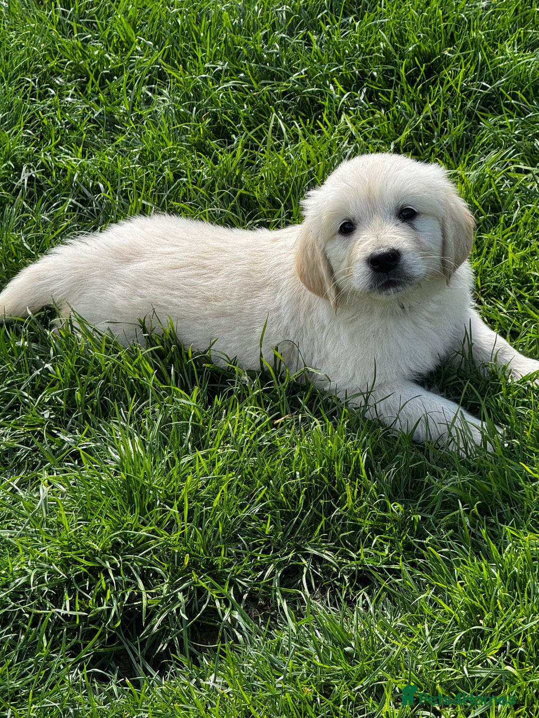 Golden Retriever dogs for sale: ⭐️ health tested kc reg puppies ⭐️ - Advert 12