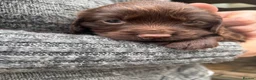 Cocker Spaniel dogs for sale: Gorgeous cocker spaniels  - Advert 10