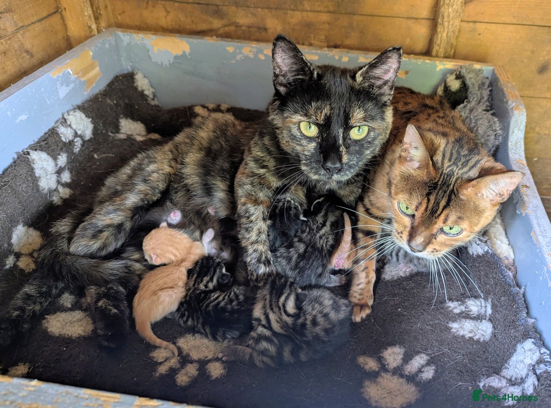 Domestic Shorthair cats for sale: Gorgeous 1/2 Bengals kittens - Image 3