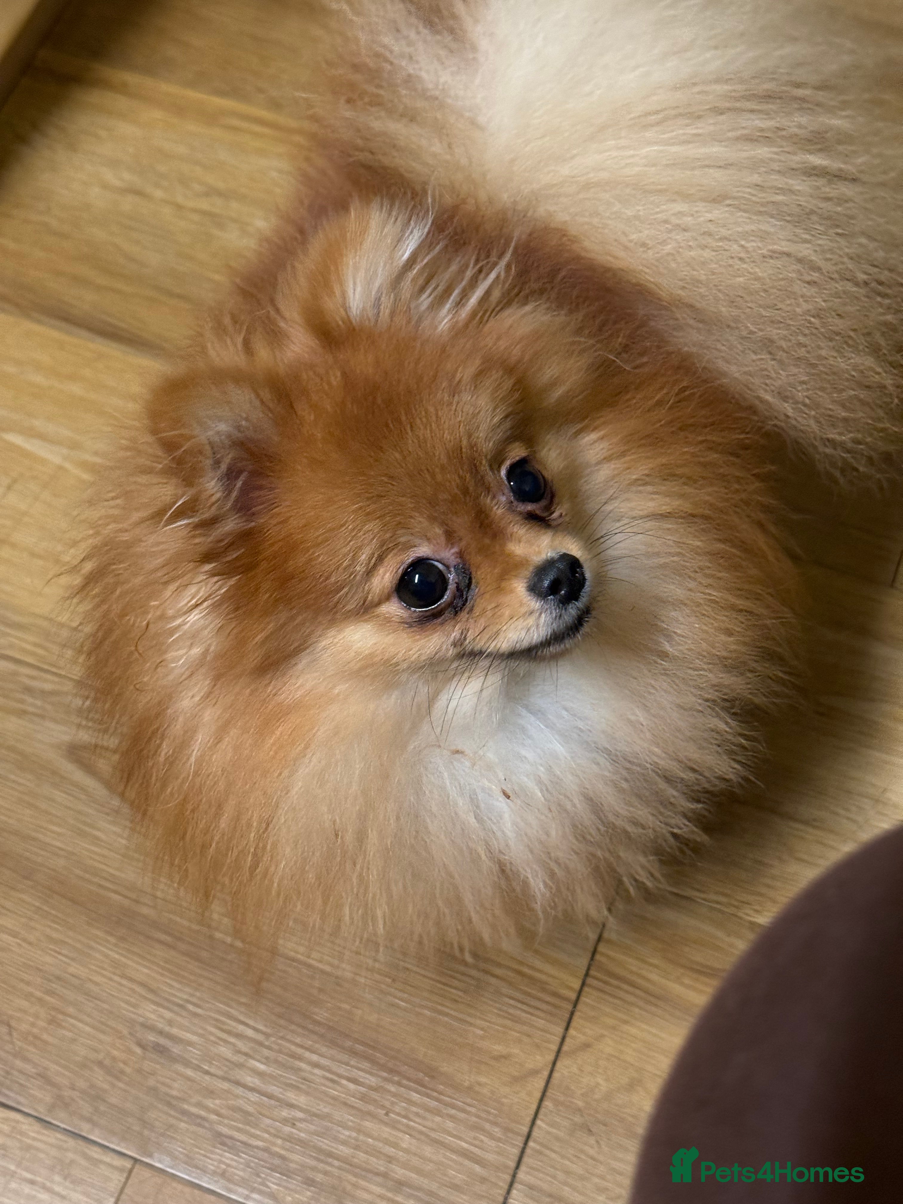 Pomeranian dogs Biscoff  - Advert 1