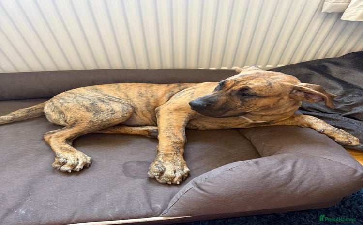 Presa Canario dogs - Advert 1