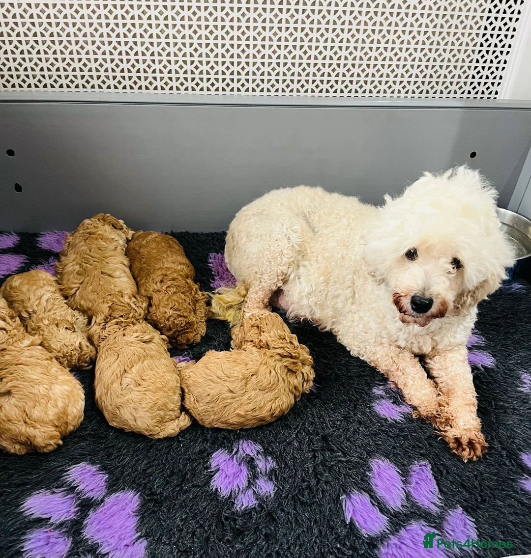 Cockapoo dogs for sale: Stunning f2b cockapoo pups  - Advert 1