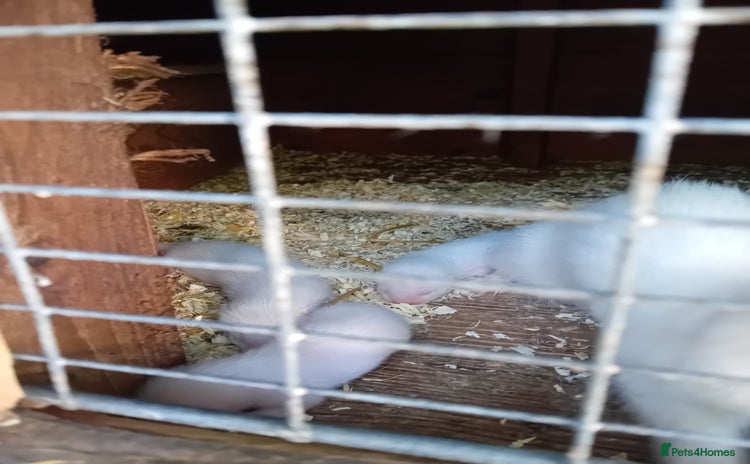 Ferret rodents - Advert 10