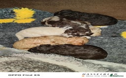 Miniature Poodle dogs for sale: Stunning Miniature Poodle Pups - Image 4