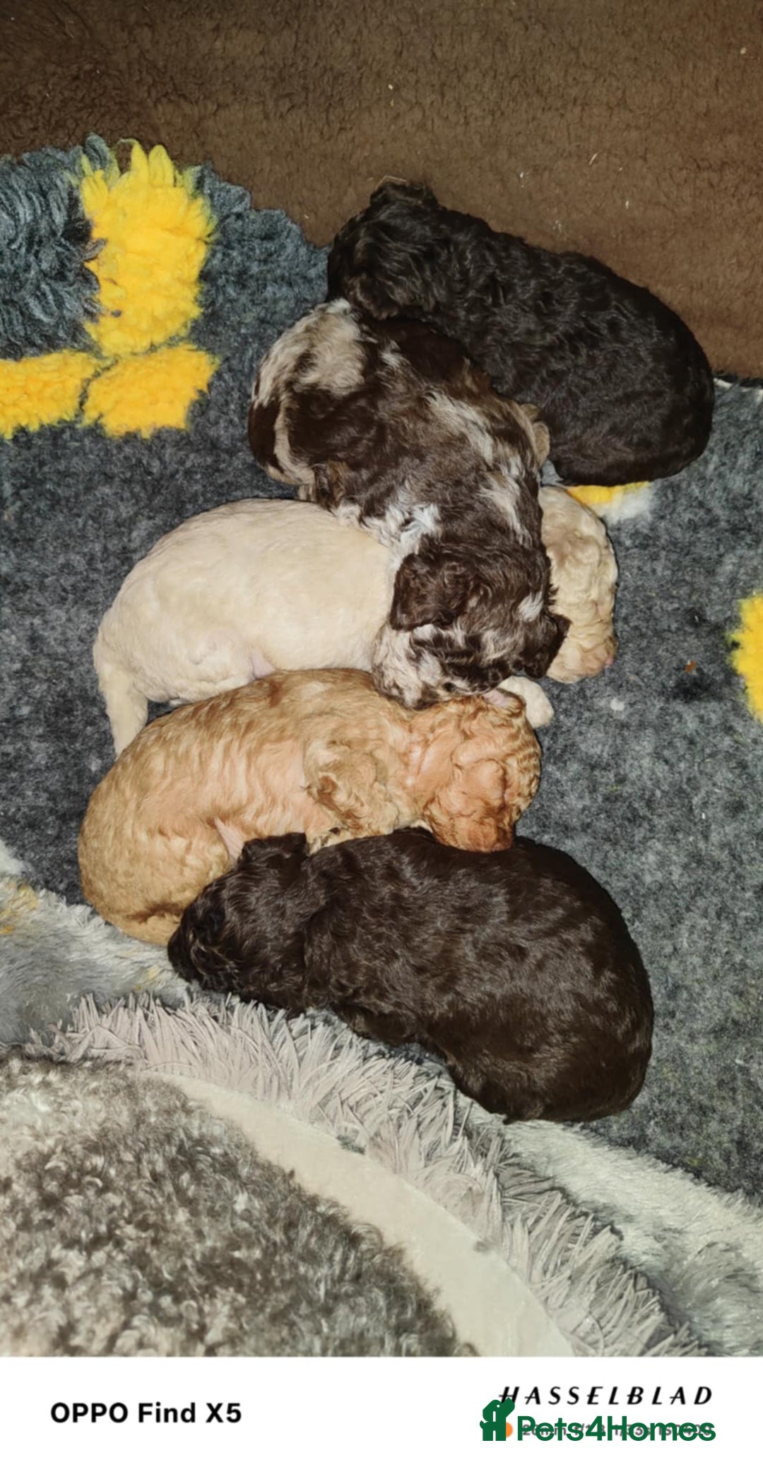 Miniature Poodle dogs for sale: Stunning Miniature Poodle Pups - Image 4