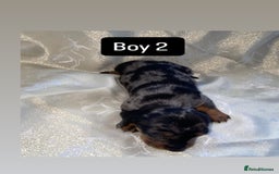 Dachshund dogs for sale: Dapple dachshund puppies for sale  - Image 6