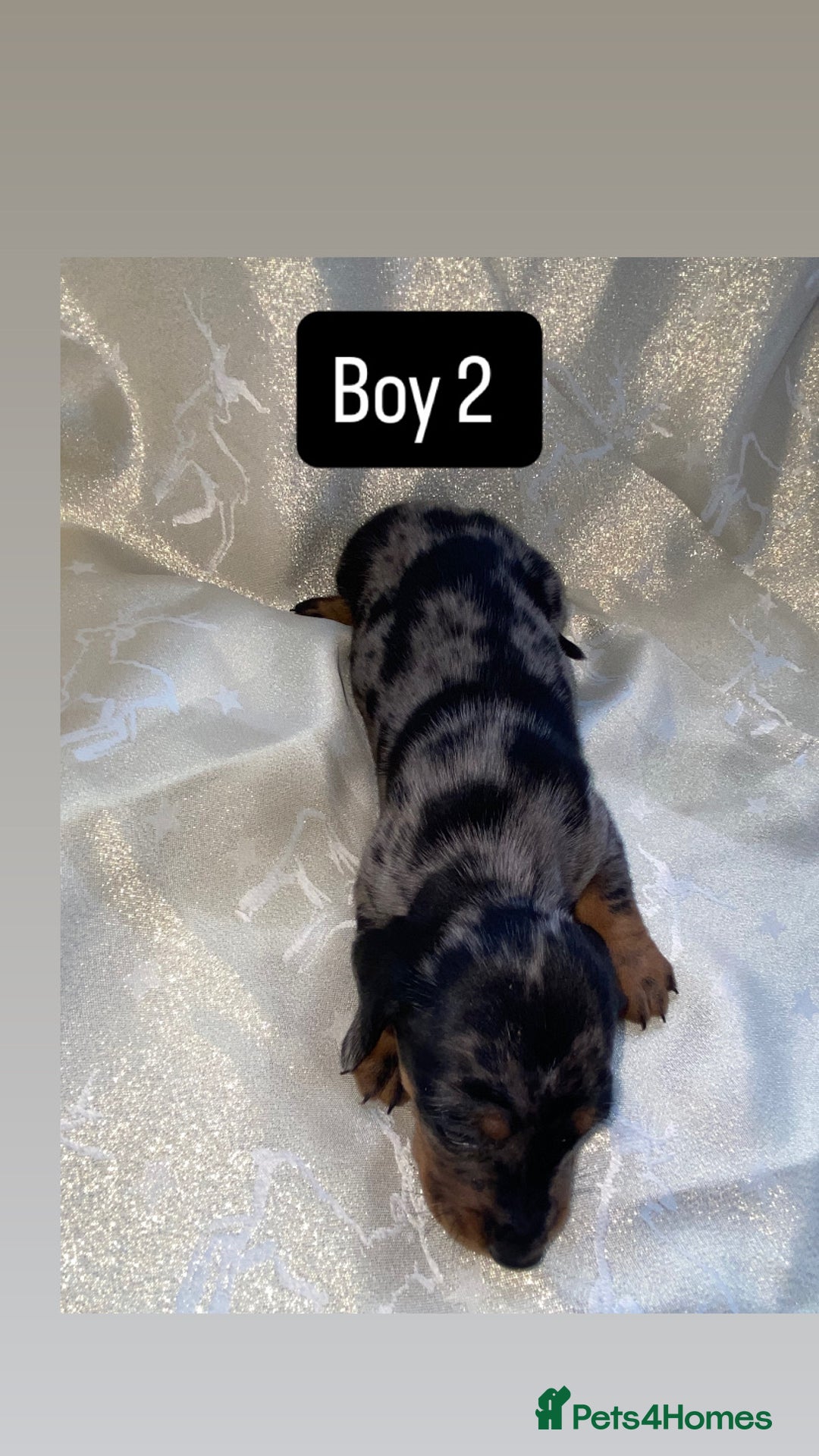Dachshund dogs for sale: Dapple dachshund puppies for sale  - Image 6