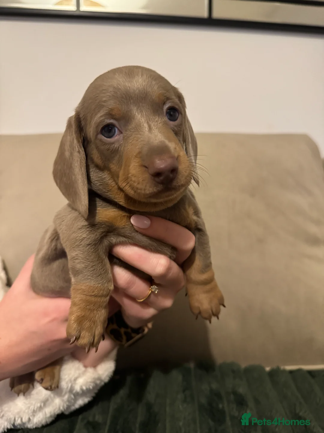 Miniature Dachshund dogs for sale: 2 beautiful Isabella and tan mini dachshunds  - Advert 16