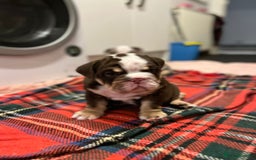 English Bulldog dogs for sale: Beautiful British bulldog pups  - Image 9