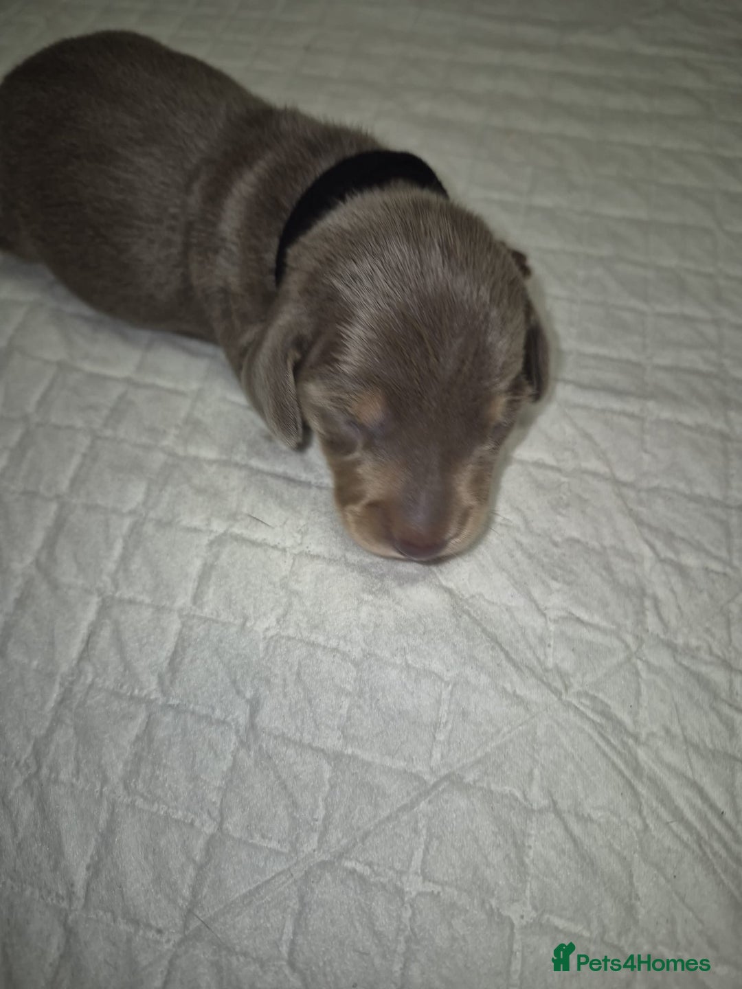 Dachshund dogs for sale: Dachshund  - Advert 9