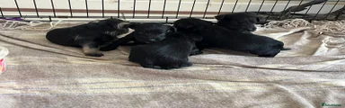 Miniature Schnauzer 2