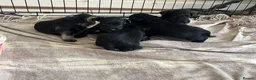 Miniature Schnauzer dogs for sale: Miniature schnauzer  - Advert 4