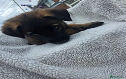 Belgian Shepherd Dog dogs for sale: belguim malinois free training provided - Image 28