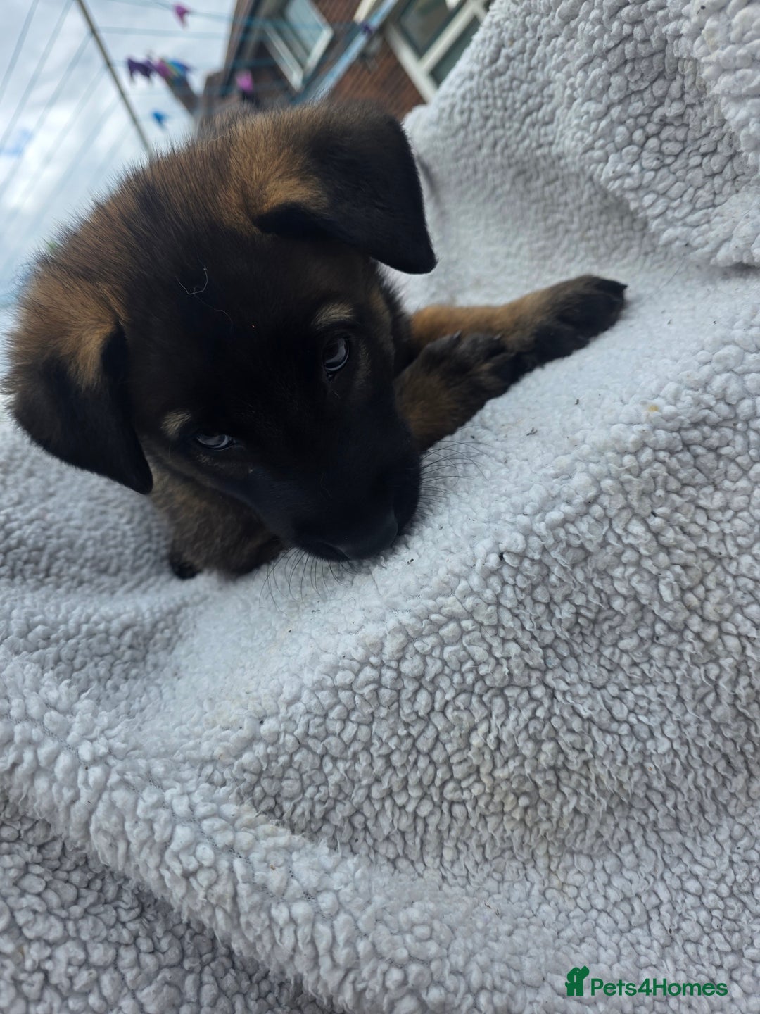 Belgian Shepherd Dog dogs for sale: belguim malinois free training provided - Image 28