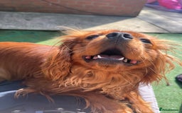Cavalier King Charles Spaniel dogs for sale: King Charles Cavalier  - Image 4