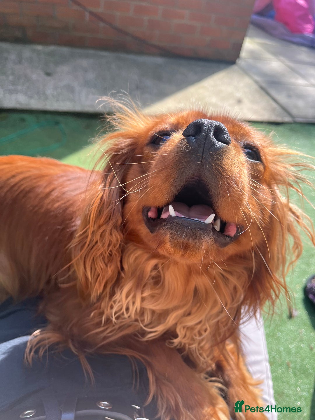 Cavalier King Charles Spaniel dogs for sale: King Charles Cavalier  - Image 4