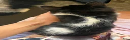 Mixed Breed cats for sale: Ready now last 2 Beautiful kittens - Advert 5