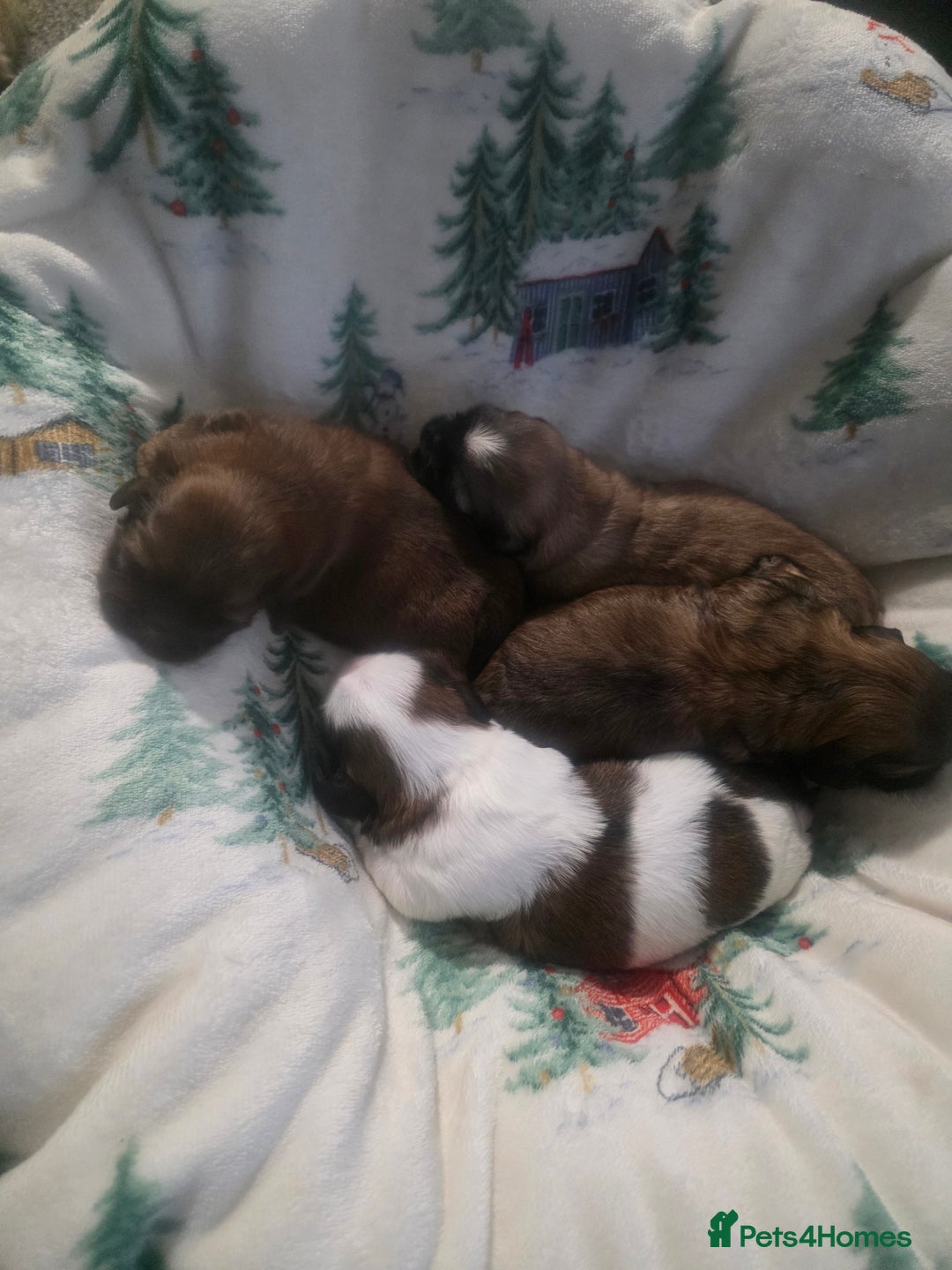 Shih Tzu dogs for sale: Teddy Bear Shiuz - Advert 9