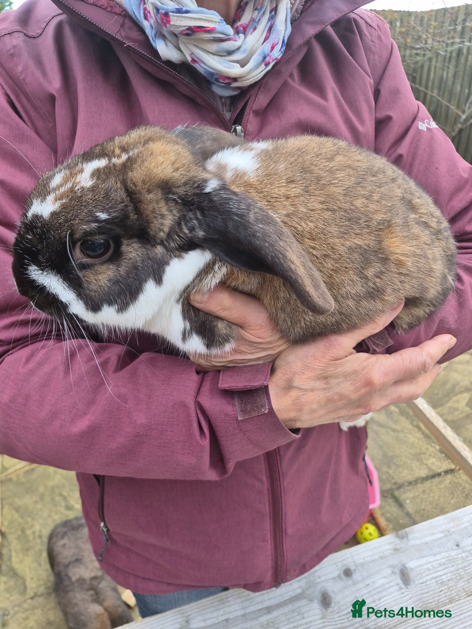 English rabbits Two female, neutered, tame, rabbits  - Advert 5