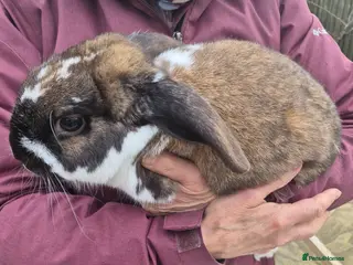 English rabbits Two female, neutered, tame, rabbits - Advert 5