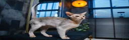 Abyssinian cats for sale: Silver Abyssinian Boy-READY NOW-Champion Line - Advert 12