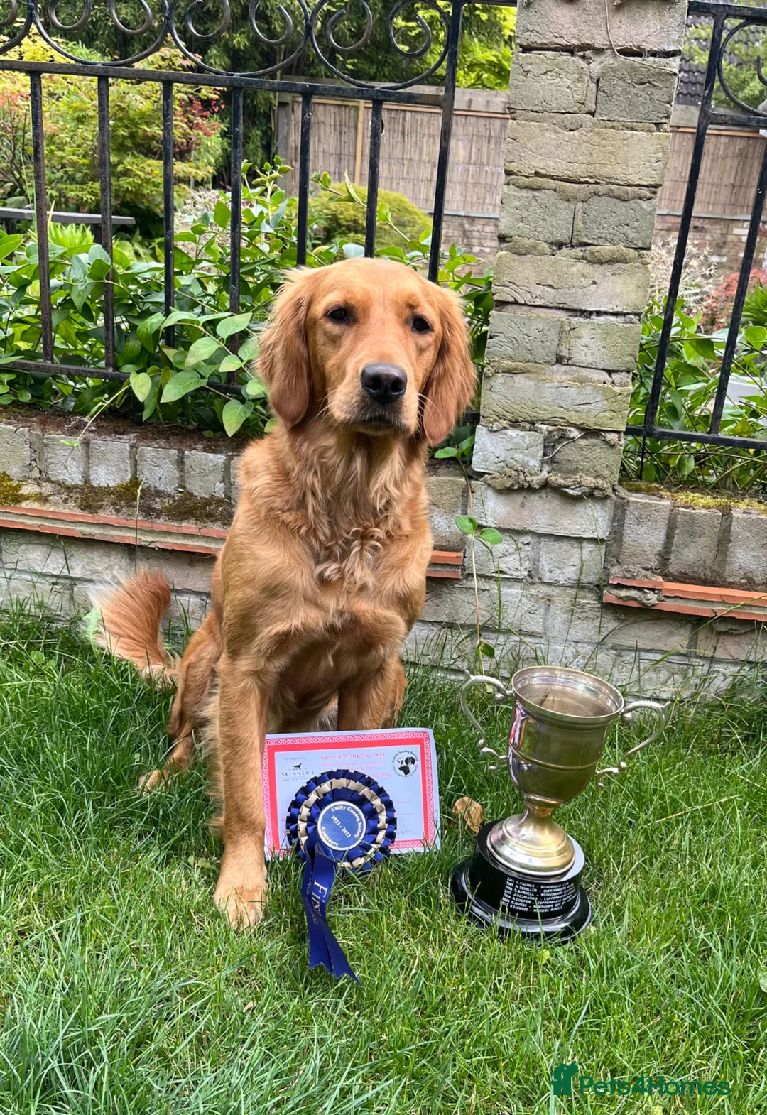 Golden Retriever dogs for sale: Unique, Stunning, Working Golden Retrievers.  - Advert 2