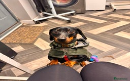 Miniature Dachshund dogs for stud: Black & tan Smooth Haired Dachshund Stud. - Image 12
