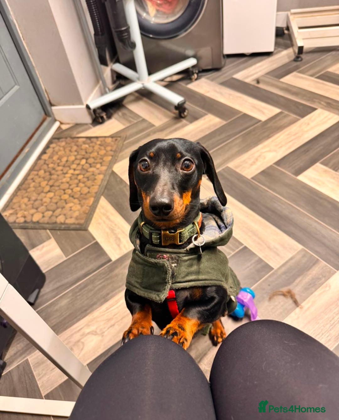 Miniature Dachshund dogs for stud: Black & tan Smooth Haired Dachshund Stud. - Image 12