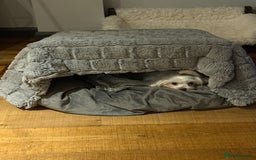 Mixed Breed dogs for sale: Maltese x JackChi Puppies - Ready to Reserve - Advert 1