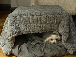 Mixed Breed dogs Maltese x JackChi Puppies - Ready to Reserve - Advert 2