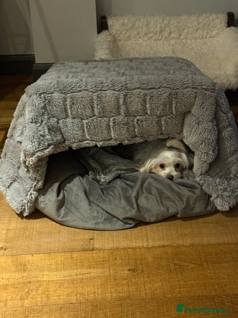 Mixed Breed dogs Maltese x JackChi Puppies - Ready to Reserve - Advert 2