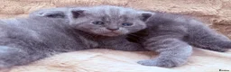 British Shorthair cats for sale: British shorthair kittens  in Trowbridge - Advert 7