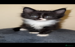 Ragdoll cats for sale: 4 male kittens for rehoming  - Advert 4