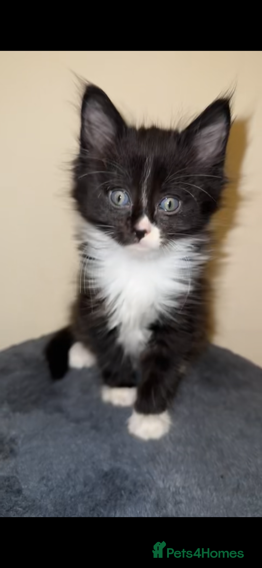 Ragdoll cats for sale: 4 male kittens for rehoming  - Advert 4