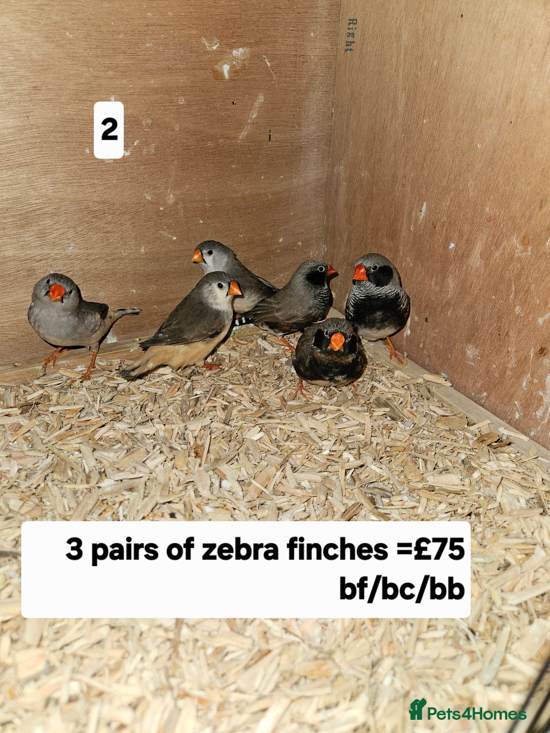 Finches birds for sale: Zebra finch   - Advert 3