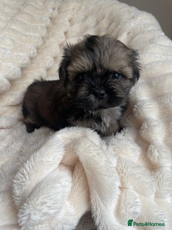 Shih Tzu dogs KC standard Shihtzu pups - Advert 1