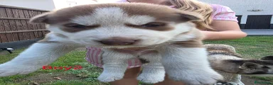 Siberian Husky 2