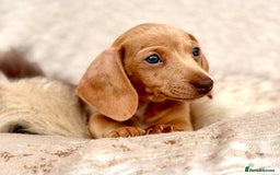 Miniature Dachshund dogs for sale: READY TO LEAVE Rainbow KC Reg Miniature Dachshunds - Image 32