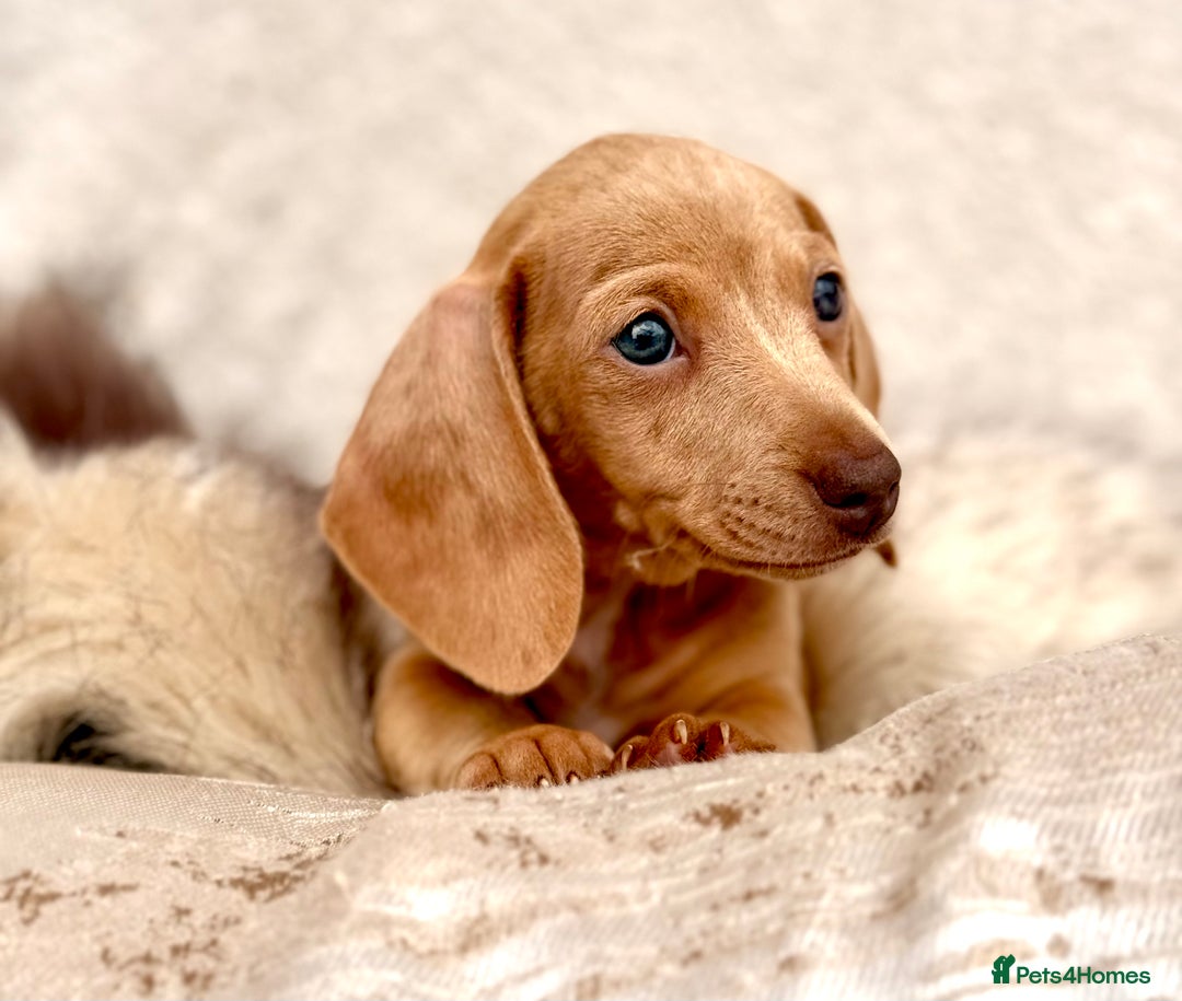 Miniature Dachshund dogs for sale: READY TO LEAVE Rainbow KC Reg Miniature Dachshunds - Image 32