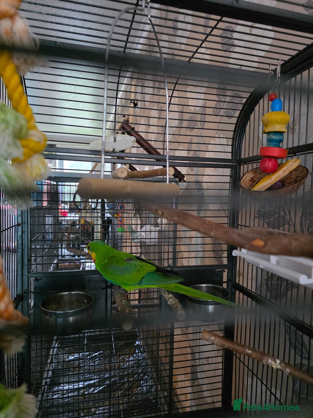 Parrots birds for sale: Burrabun/superb parrot for sale  - Image 3