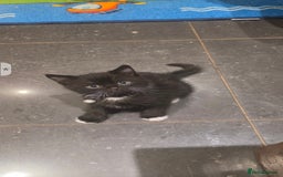 British Shorthair cats for sale: Lovely kittens  - Image 16