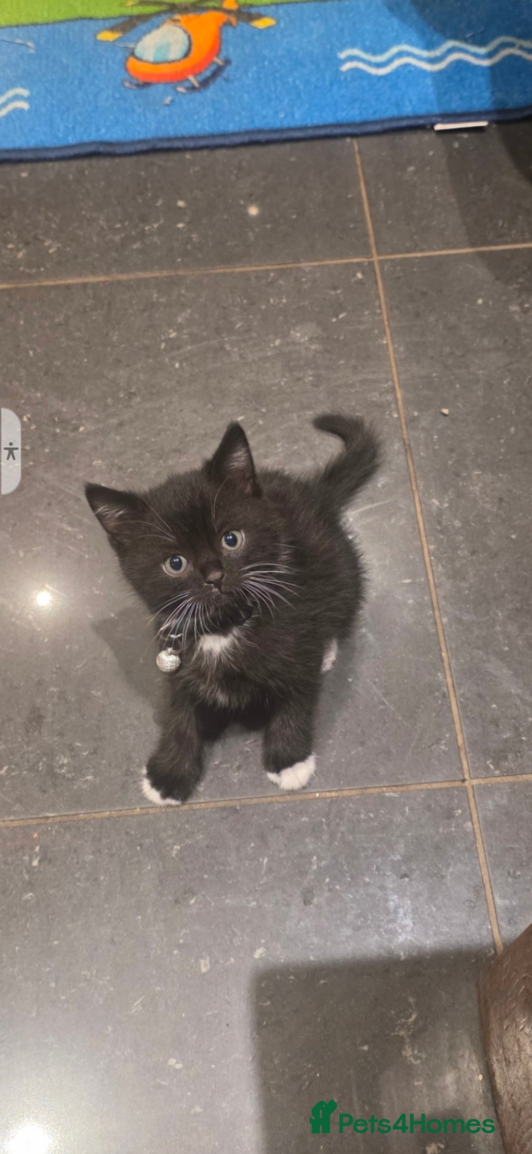 British Shorthair cats for sale: Lovely kittens  - Image 16
