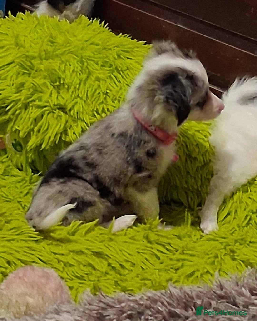 Mixed Breed dogs for sale: Papillon x collie - Image 12