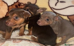 Jack Russell dogs for sale: Much Wenlock stunning miniature puppy  - Advert 20