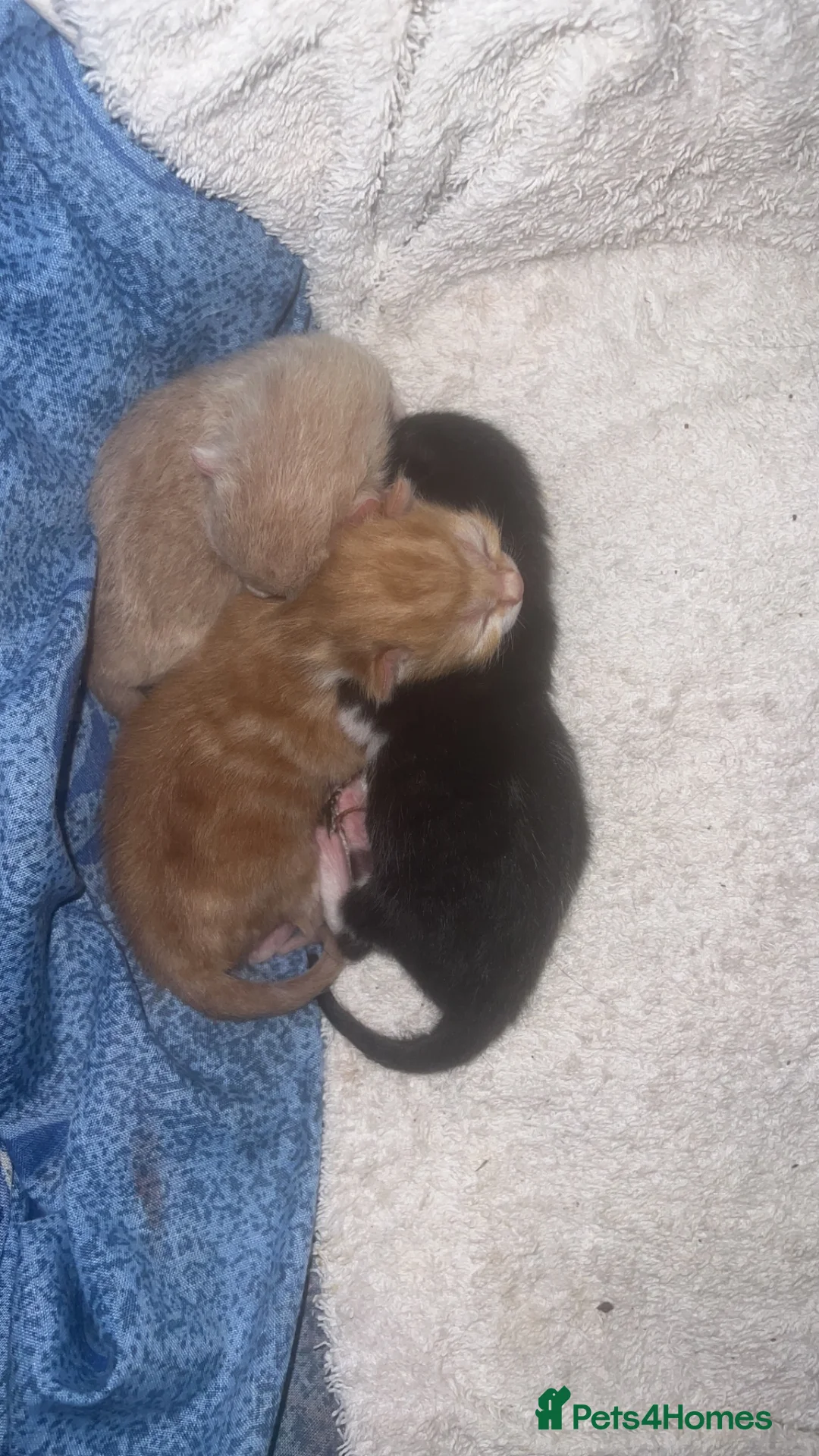 Mixed Breed cats for sale: Kittens for sale  in Northampton - Advert 2