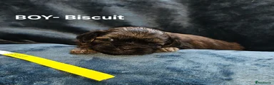Shih Tzu 2 Biscuit 